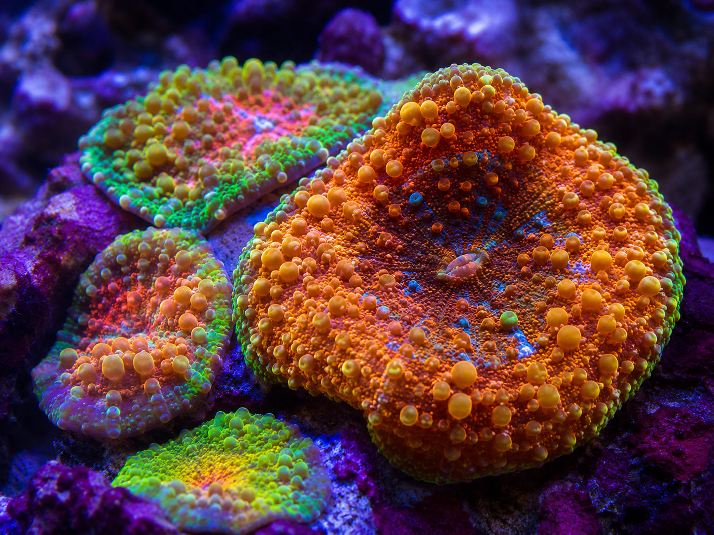 Extreme Corals Rhodactis vs Discosoma Mushrooms: The Complete Coral Collector Comparison Guide